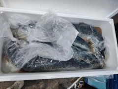 食品進口標簽新規(guī)定導(dǎo)致清關(guān)放緩,冰鮮三文魚到貨積壓遭嚴重損耗！