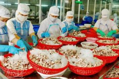 越南11月的海產品出口強勁反彈，同比增長23%！